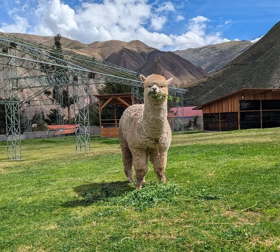 Alpaca in Peru