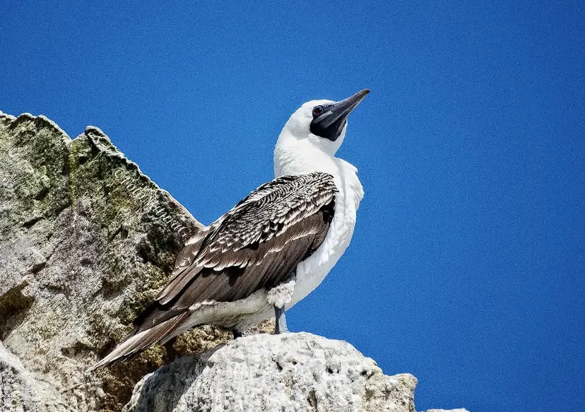 Ballestas Islands