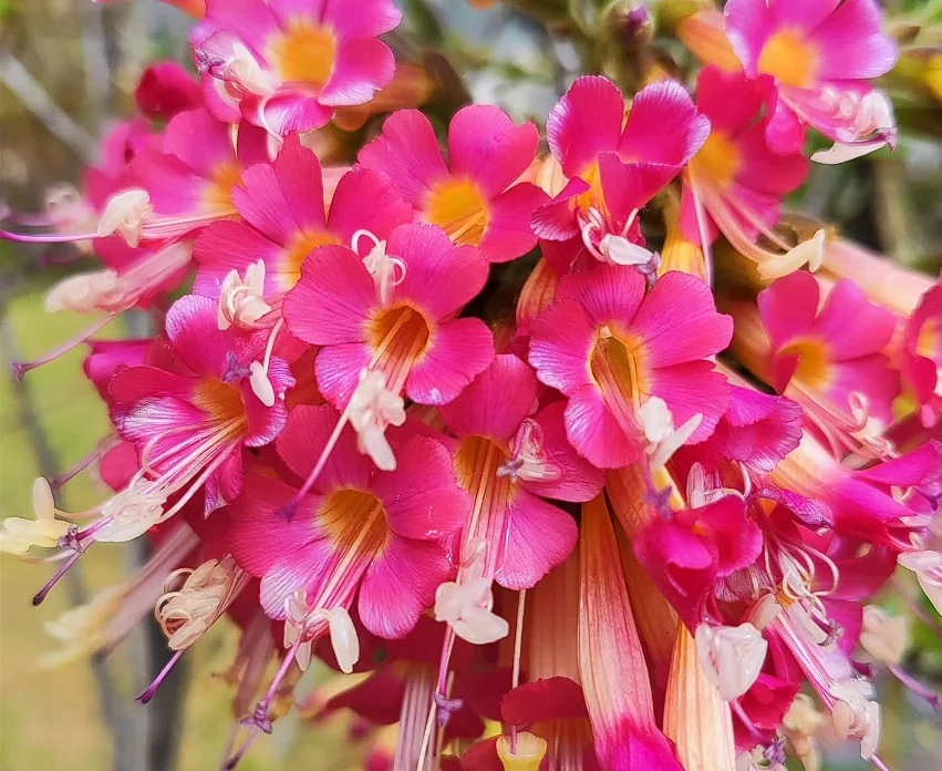 cantuta flowe peru
