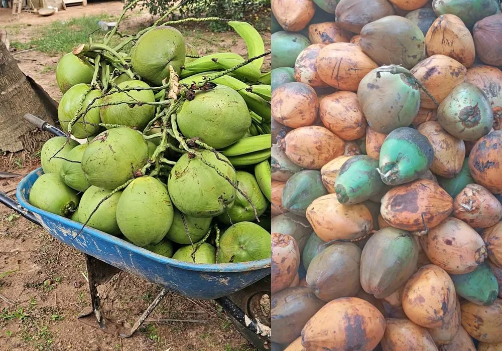 Coco peruano