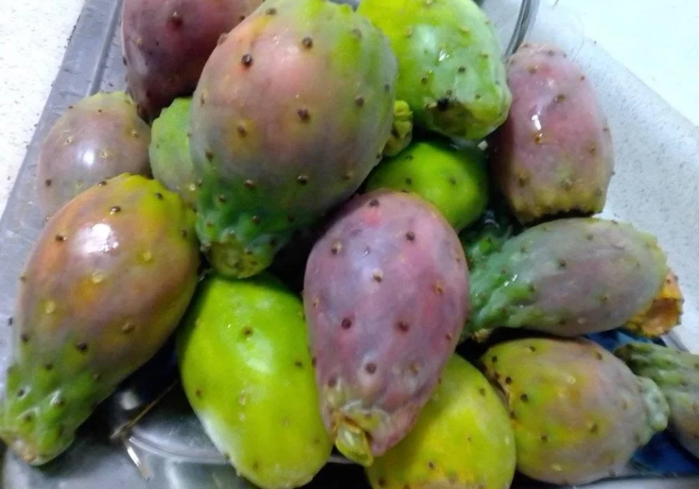 Fruta de tuna peruana