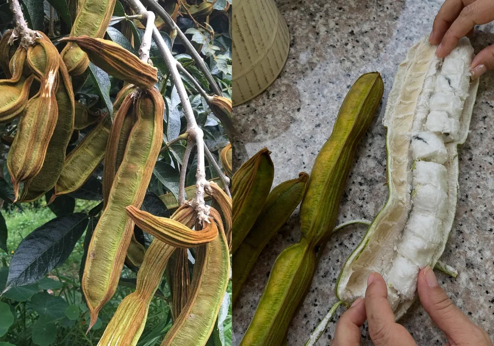 fruta Pacae o Guaba Costeña