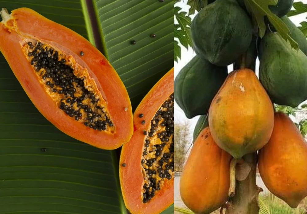 fruta papaya peruana