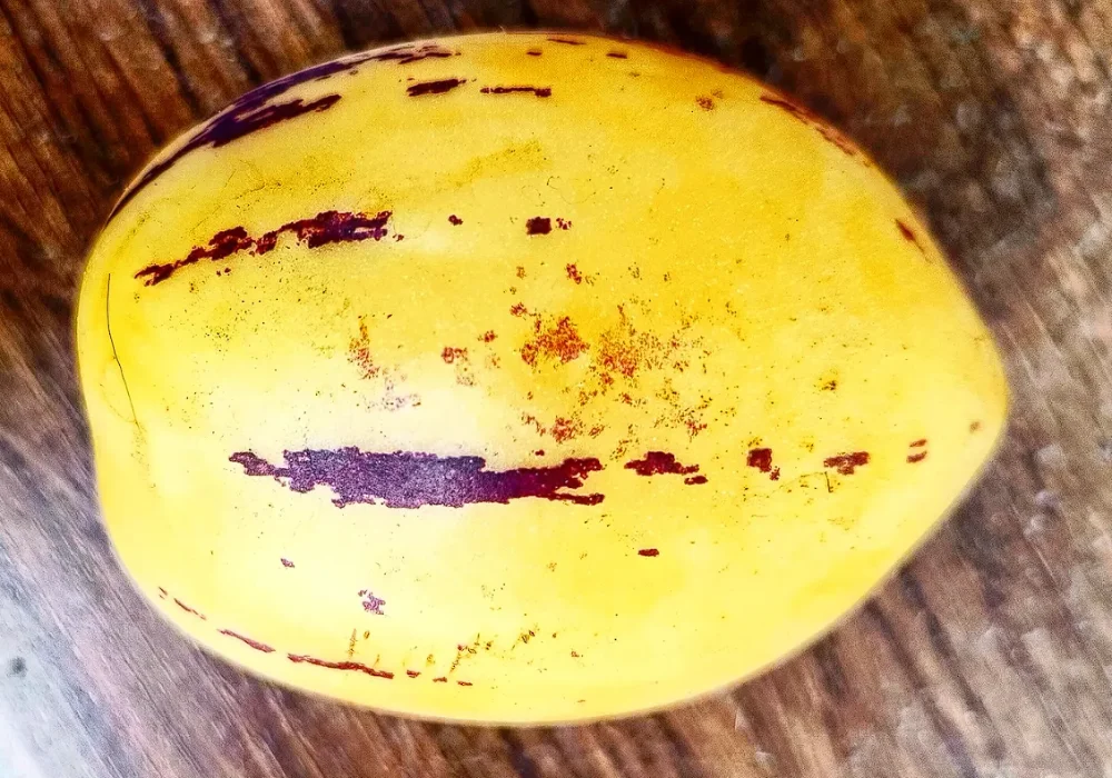Fruta pepino dulce peruano