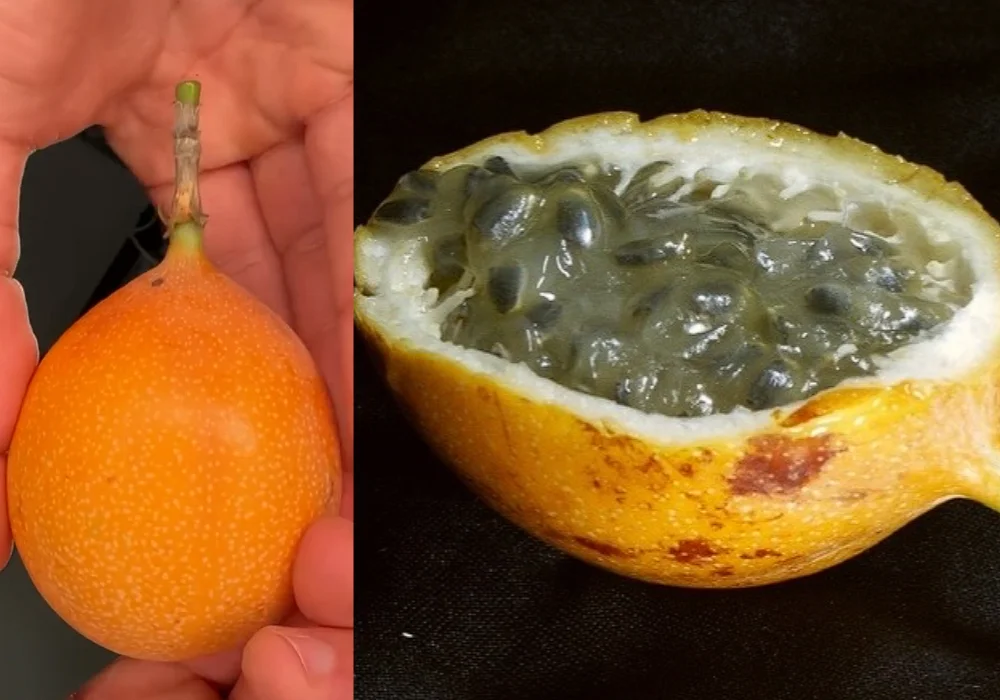 Granadilla peruana