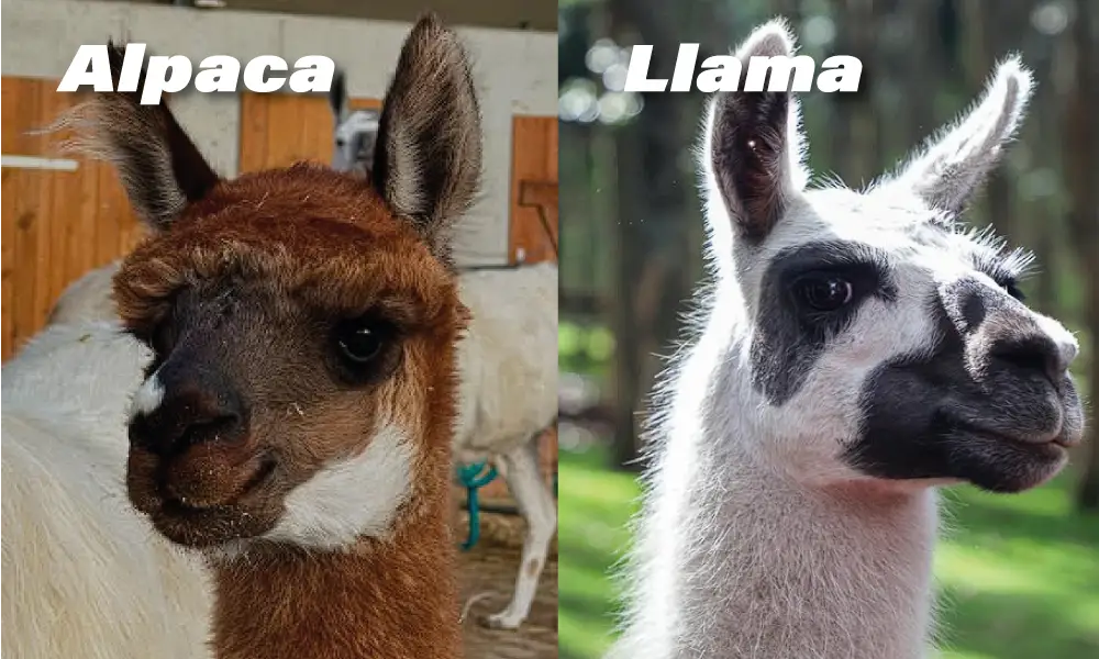 head shape: llama and alpaca