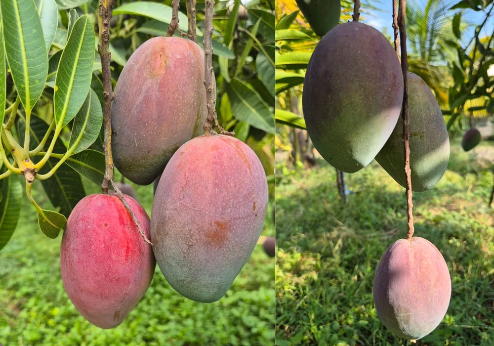 Mango de la Costa de Peru