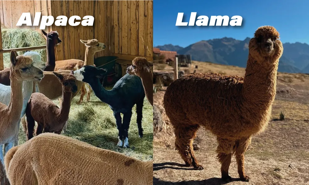 Overall Mass and Stature llama and alpaca