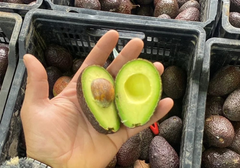 palta peruana