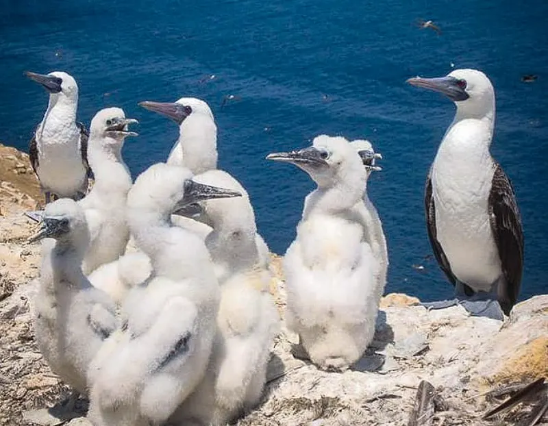 Peruvian boobies with their chicks