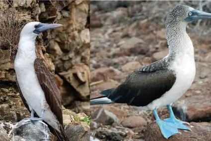 Peruvian Booby vs Blue Footed Booby