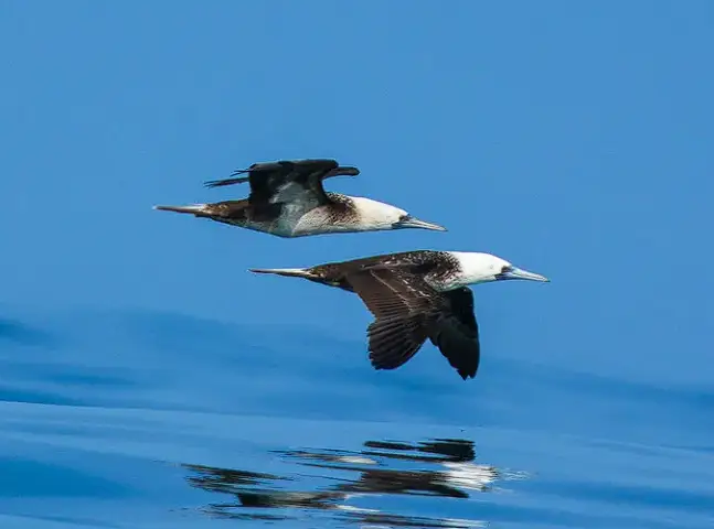 Peruvian Booby