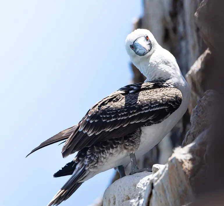 Piquero peruvian