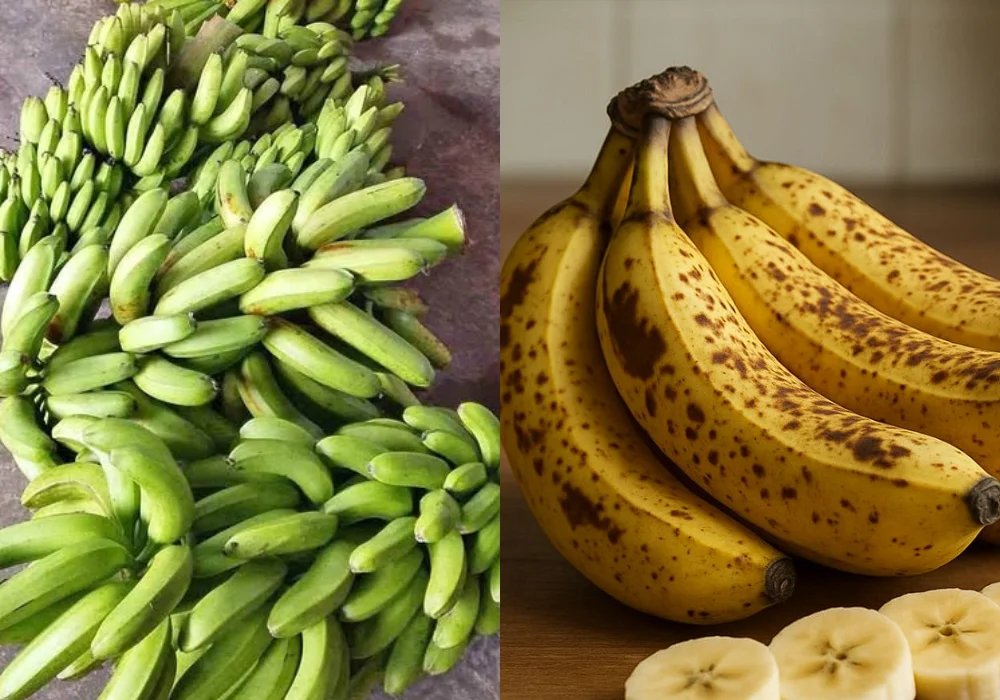 Plátano Criollo Costero
