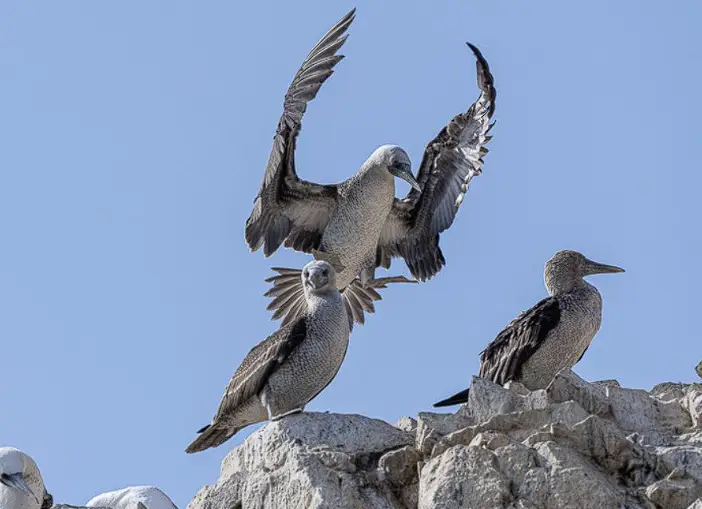 The Peruvian Booby Mating Dance