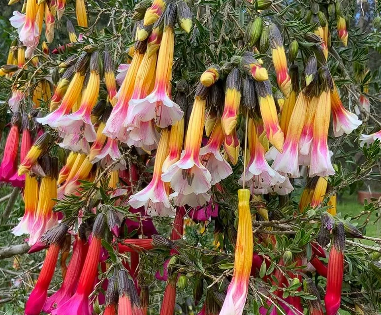 Cantuta (National Flower)